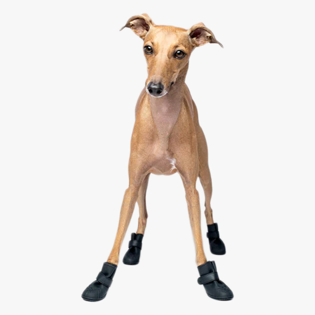 Wellies Unlined Dog Boots by Canada Pooch. Front view of Greyhound wearing black dog boots. Shop vintage & new home décor, lighting & home furnishings as well as novelty gifts & pet accessories online at blueigloo.ca