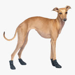 Load image into Gallery viewer, Wellies Unlined Dog Boots by Canada Pooch. Side view of Greyhound wearing black dog boots. Shop vintage &amp; new home décor, lighting &amp; home furnishings as well as novelty gifts &amp; pet accessories online at blueigloo.ca
